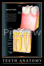 Load image into Gallery viewer, Teeth Anatomy Wall Chart