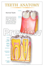 Load image into Gallery viewer, Teeth Anatomy Wall Chart