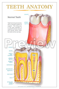 Teeth Anatomy Wall Chart