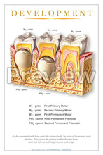 Load image into Gallery viewer, Development #2 Wall Chart
