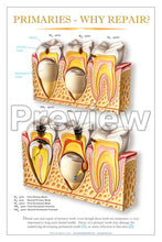 Load image into Gallery viewer, Primaries - Why Repair? Wall Chart