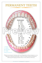 Load image into Gallery viewer, Permanent Teeth Wall Chart