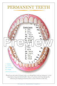 Permanent Teeth Wall Chart