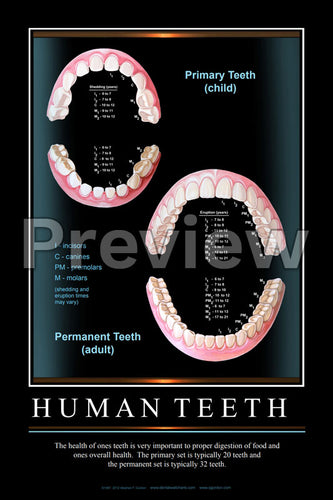 Primary & Permanent Teeth Wall Chart