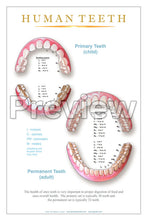 Load image into Gallery viewer, Primary &amp; Permanent Teeth Wall Chart