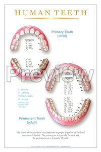 Primary & Permanent Teeth Wall Chart